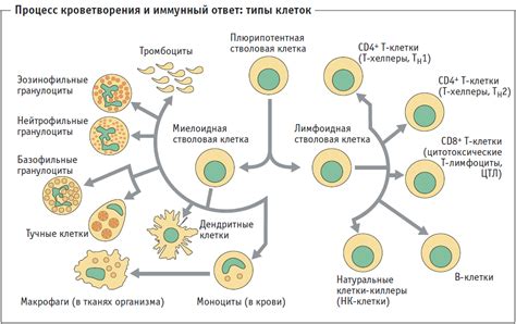 Роль клеток в органах и системах