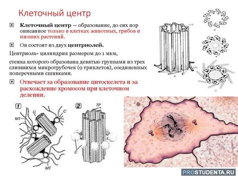 Роль клеточного центра в синтезе белка