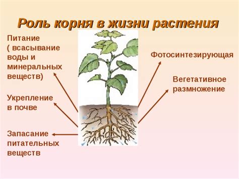 Роль корня в поглощении и передаче питательных веществ