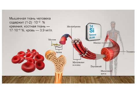 Роль кремния в организме