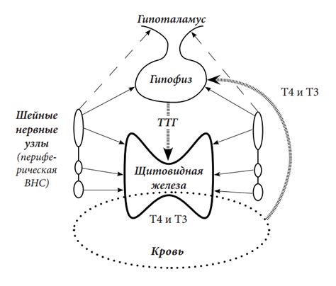 Роль крови в регуляции гормонов т3 и т4