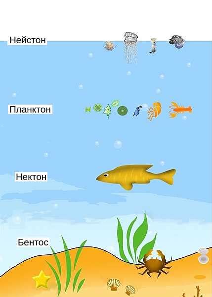 Роль места обитания для организмов