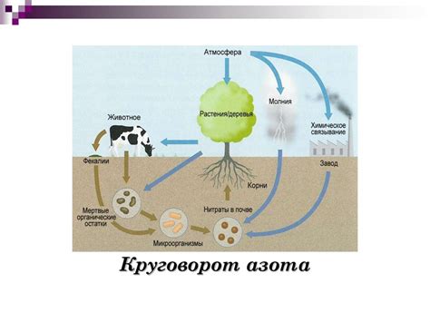 Роль микроорганизмов в процессе рассоления грибов