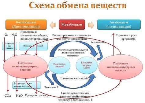 Роль микроэлемента Ме в регуляции обмена веществ