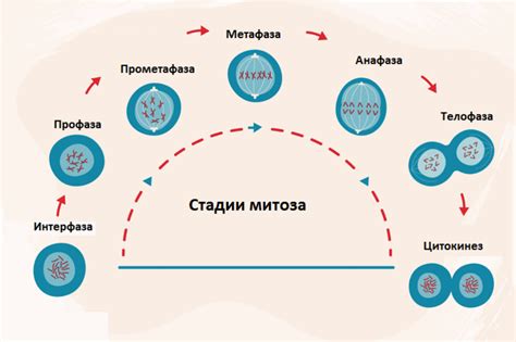 Роль митоза в биологии