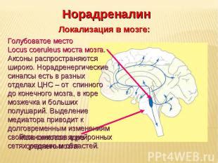 Роль нейромедиаторов в мозге и его функционировании