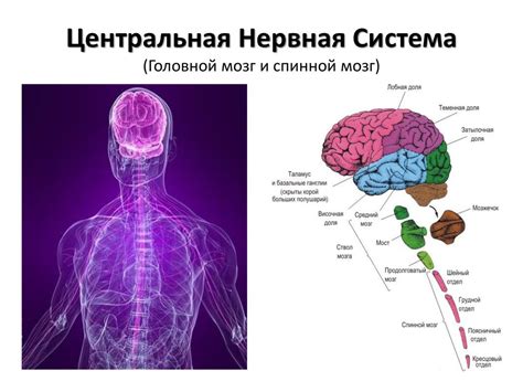 Роль нервной системы в организме