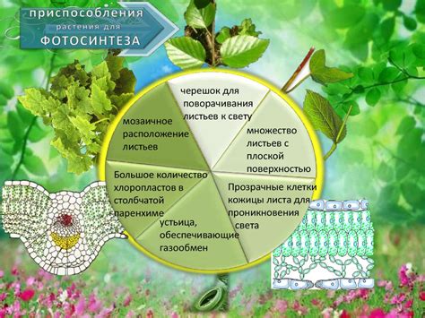 Роль образа жизни в возникновении язв на языке