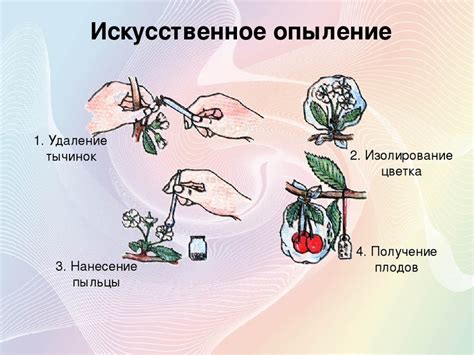 Роль опыления в процессе размножения