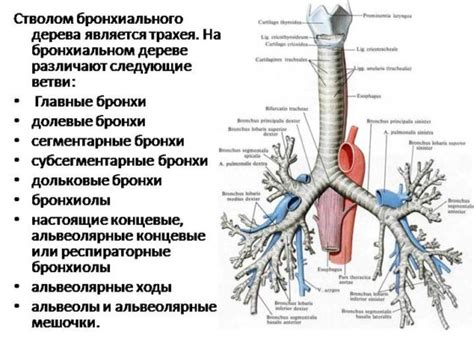 Роль первого, второго и третьего порядка бронхов