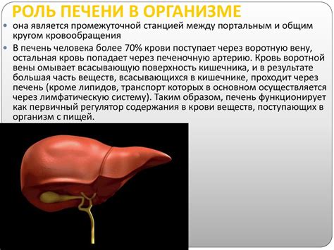 Роль подсолнечного масла в пищеварении