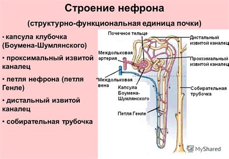 Роль правого почечного уголька в выведении шлаков