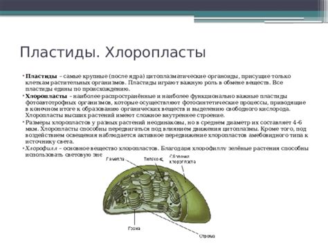 Роль растительных клеток в обмене веществ