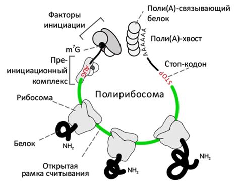 Роль рибосомы в синтезе белка