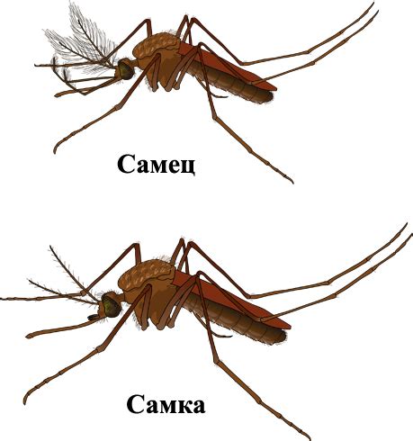 Роль самца комара в размножении