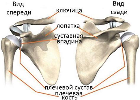 Роль сильной плечевой опоры