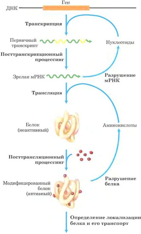 Роль сплавления и перемешивания генов