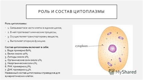 Роль цитоплазмы в обмене веществ