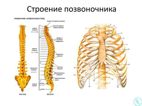 Роль L2 позвонка в поддержании осанки