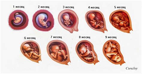 Рост и развитие плода