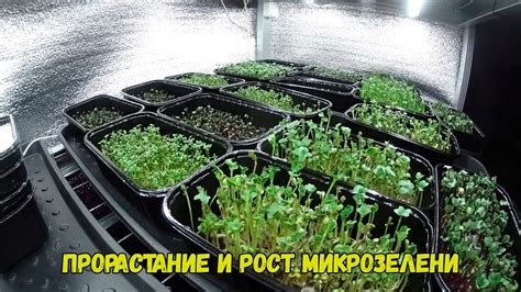 Рост популярности микрозелени