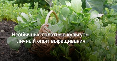 Салатные культуры