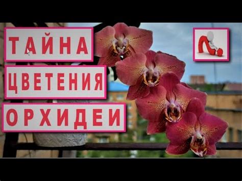 Свет и температура: важные факторы для цветения орхидеи