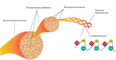 Свойства денатурированного коллагена второго типа