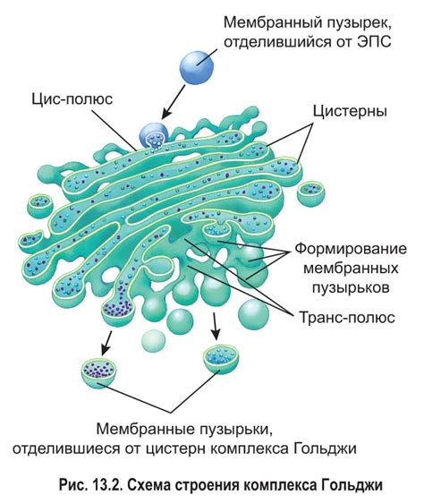 Связь аппарата Гольджи с клеточной смертью