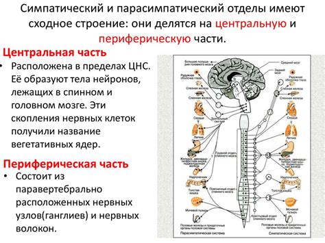 Связь дергания с симптомами нервной системы