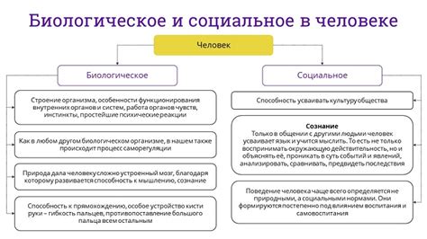 Связь между биологическим и социальным в человеке