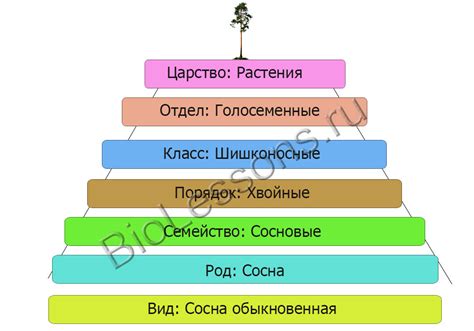 Связь систематических групп с филогенией