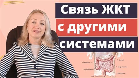 Связь с другими органами и системами