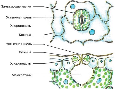 Сделайте фотоостаток повреждений