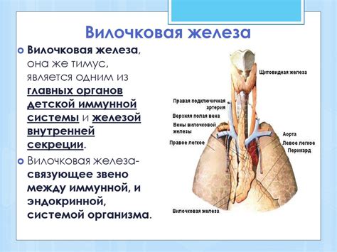 Секреция вилочковой железы