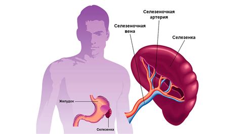 Селезенка: местонахождение и функции