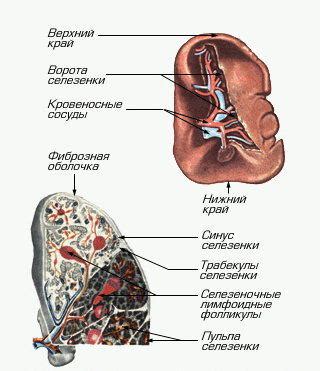 Селезенка и ее участие в процессе иммунной защиты