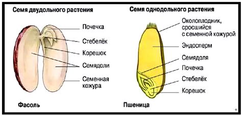 Семена и различия внутренней структуры