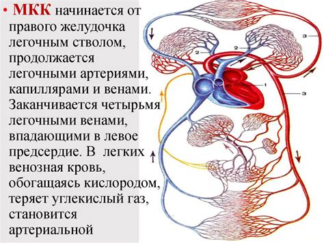 Сердечно-сосудистая система и ее регуляция