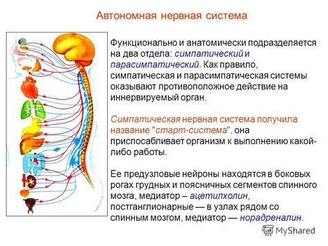 Симпатическая нервная система: функции и влияние на организм