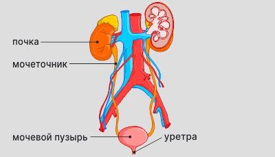 Симптомы, сопровождающие красную мочу