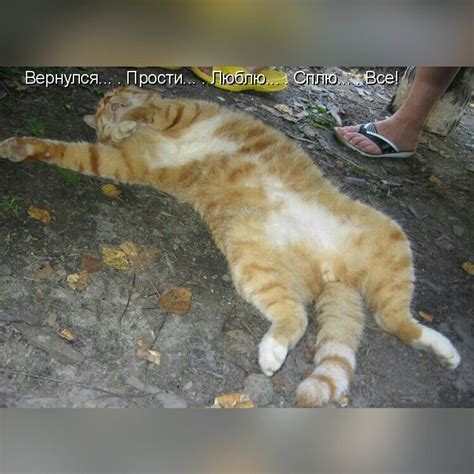 Симптомы умирающей кошки