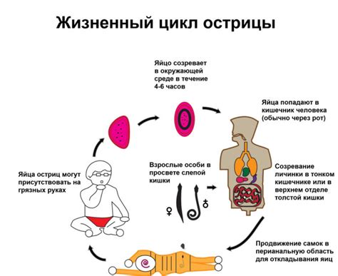 Симптомы энтеробиоза у взрослых