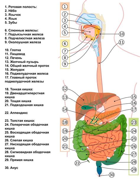 Система пищеварения у новорожденных