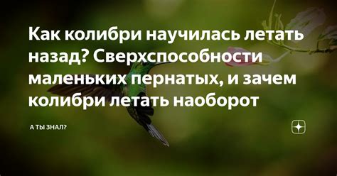 Смысл сна о маленьких пернатых