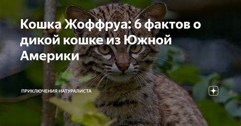 Смысл сновидения о дикой кошке