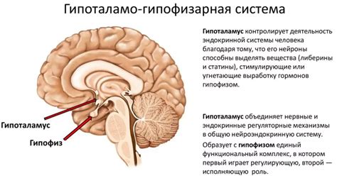 Снижение уровня стрессовых гормонов