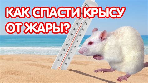 Сны о прыгающей крысе как предвестие перемен