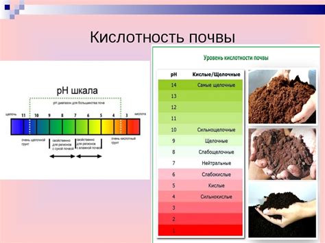 Сокращение кислотности в почве на огороде