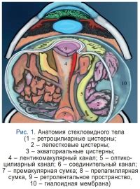 Состав и анатомия стекловидного тела